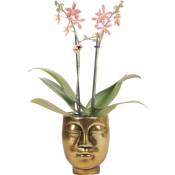 Kolibri Orchids - Orchidées Colibri - Orchidée Phalaenopsis orange - Araignée en Or Face-2-Face - pot 9cm
