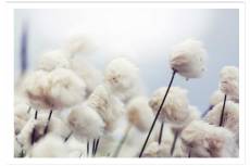 Affiche fleurs de coton au vent sans cadre 30x20cm