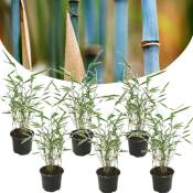 Plant In A Box - Fargesia Grex - Lot de 6 Bambou Bleu - Robuste - Pot 13cm - Hauteur 30-40cm - Vert