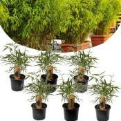Plant In A Box - Fargesia Rufa - Set de 6 - Bambou non invasif - Pot 13cm - Hauteur 25-40cm - Vert