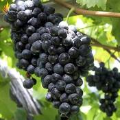 PLAT FIRM GRAINES DE GERMINATION: Fruit Raisin Noir