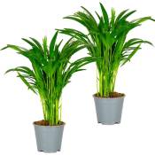 Bloomique - 2x Dypsis Lutescens - Palmier Dorés - Plante d'intérieur - Entretien facile – ⌀14 cm - ↕40-50 cm