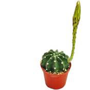 Exotenherz - Echinopsis subdenundata - petite plante en pot de 5,5 cm