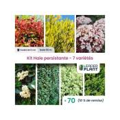 Kit Haie persistante - 7 variétés - 70 plantes en