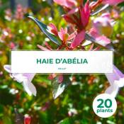 Pepinières Naudet - 20 Abelia (Abélia Grandiflora) - Haie de Abelia -