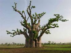 PLAT FIRM Germination Les graines: 10 Baobab Adansonia