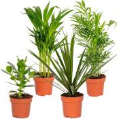 Bloomique - 4x Mélange facile d'entretien – Plante d'intérieur – ⌀12 cm - ↕ 25-45 cm