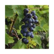 Javoy Plantes - Vigne 'Muscat Bleu' - vitis vinifera