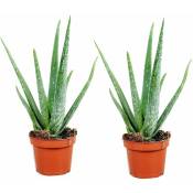 Plant In A Box - Aloe Vera - Set de 2 - Succulente - Pot 10,5cm - Hauteur 25-40cm - Vert