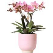 Orchidée Phalaenopsis Jewel Treviso rose dans un pot