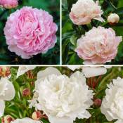Plant In A Box - Paeonia Rose/Blanc - Lot de 2 - Pivoines