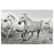 Poster chevaux blancs