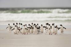 Tableau animaux pingouins toile imprimée 120x80cm