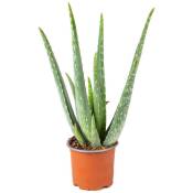 Aloe Vera - Plante succulente - Plante d'intérieur - Entretien facile - ⌀10.5 cm - ↕30-35 cm