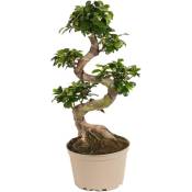 Ficus Ginseng forme de s - Bonsaï japonais - Pot 20cm - Hauteur 55-65cm - Vert