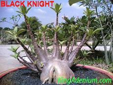 PLAT FIRM GRAINES DE GERMINATION: Adenium"BLACK KNIGHT