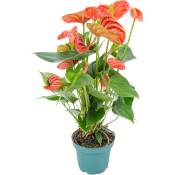 Bloomique - Anthurium 'Aristo' Orange - Flamingo Plant