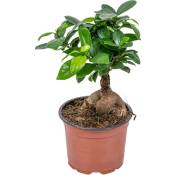 Bloomique - Ficus 'Ginseng' - Bonsaï - Facile d'entretien