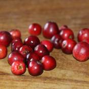 Canneberge à gros fruits, Airelles, Cranberry macrocarpon