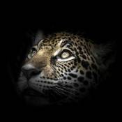 Tableau sur verre regard léopard 45x45 cm