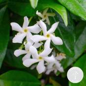 Trachelospermum – Jasmin toscan – Plante grimpante
