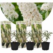Arbustes papillons - Buddleja blanc - Set de 3 - Pot 9cm - Hauteur 25-40cm