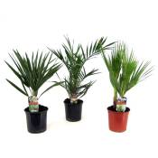 Plant In A Box - Palmiers d'extérieur - Mélange de