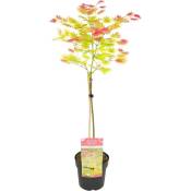 Acer palmatum 'Lever de lune' - Érable japonais - Pot 19cm - Hauteur 80-90cm - Vert