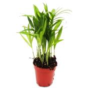 Mini-plante - Chamaedorea elegans - Palmier de montagne - Idéal pour les petits bols et verres - Petite plante en pot de 5,5 cm