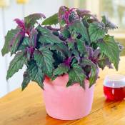Peragashop - vase passion violet gynura 12CM