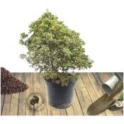Pittospore à petites feuilles Variegatum/Pot de 7,5L
