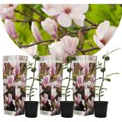 Plant In A Box - Magnolia Soulangea - Set de 3 - Fleurs