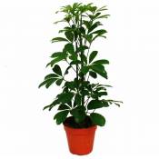 Ray aralia - Schefflera arboricola Nora - feuilles vertes - 1 plante - plante d'intérieur facile d'entretien - purifiant l'air - pot de 12cm