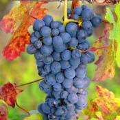 Clematite.net - Vigne vinifera Ampelia® Aladin/Pot de 3L