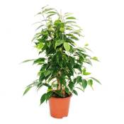 Exotenherz - Ficus benjamini Anastasia, bouleau figue