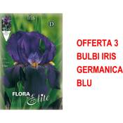Offre 3 ampoules iris germanica bleu