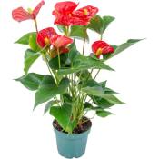 Anthurium 'Aristo' Red– Flamingo Plant - Plante d'intérieur