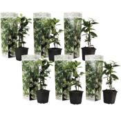 Plant In A Box - Jasmin de Toscane - Set de 6 - Blanc - Pot 9cm - Hauteur 25-40cm - Blanc