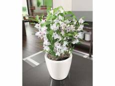 Lechuza jardinière classico 43 ls all-in-one blanc