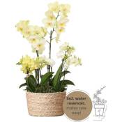 Orchidées plante jaune dans un panier en roseau avec