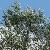 Pepinières Naudet - Peuplier Blanc (Populus Alba)