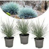 Plant In A Box - Festuca glauca 'Elijah Blue' - Set de 3 Festuca - Pot 9cm - Hauteur 10-15cm - Vert