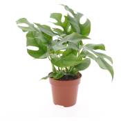 Plant In A Box - Monstera Minima - Rhaphidophora Tetrasperma