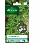 Vilmorin - Sachet de graines Verveine Officinale