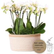 Kolibri Orchids - set de plantes blanches dans un panier