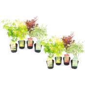 Plant In A Box - Acer palmatum - Set de 8 - Erable