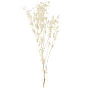 Fleurs séchées blanc cassé H50cm