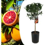 Plant In A Box - Citrus aurantium Tarocco - Arbre fruitier - Pot 19cm - Hauteur 90-110cm - Blanc