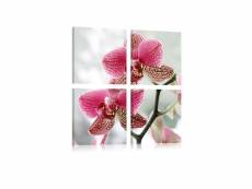 Tableau - orchidée de fantaisie-60x60 A1-N1933-60x60