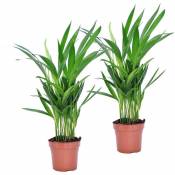 Dypsis Lutescens - Areca Gold Palm - Set de 2 - Pot 12cm - Hauteur 30-45cm